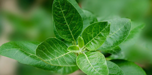 Ashwagandha - Det du bør vite om den populære urten